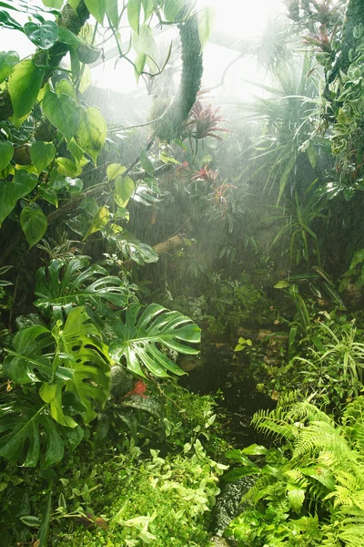 열 대 우림 스톡 사진