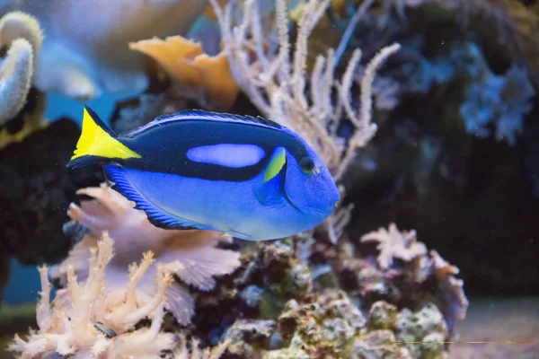 tropikal balık tank