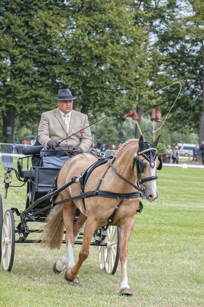 Evento Equestre — Fotografia de Stock