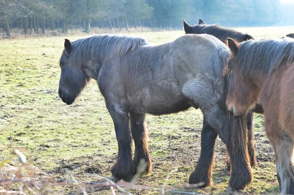 Horses in a meadow — Stock Photo, Image