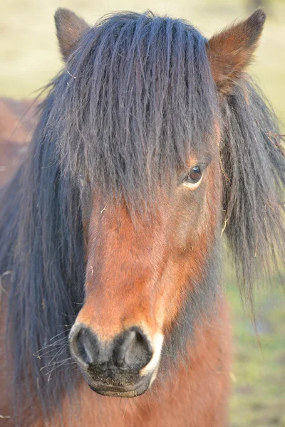 Horse head — Stock Photo, Image