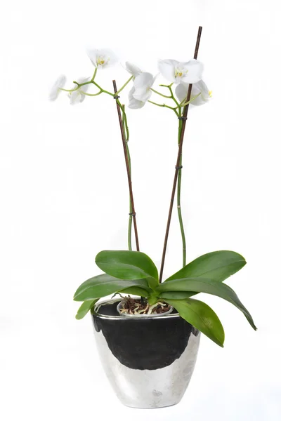 Orchid in a vase — Stock Photo, Image