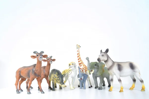 Various animals — Stock Photo, Image