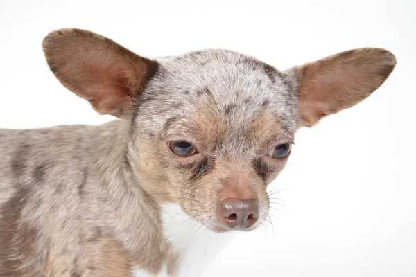 Cão pequeno — Fotografia de Stock