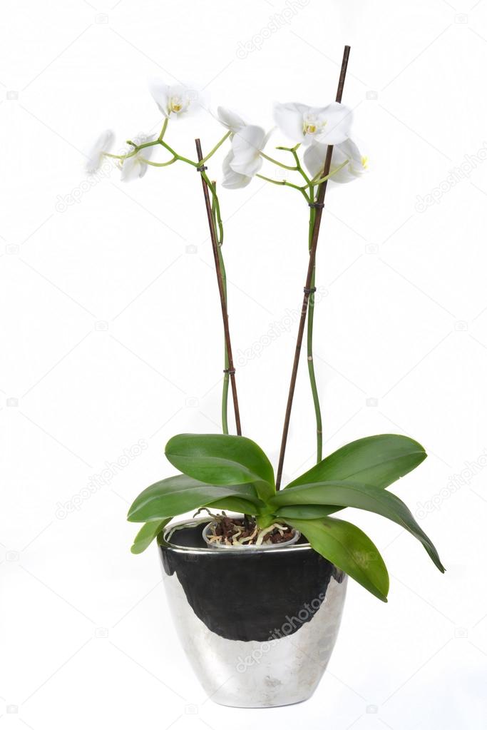 orchid in a vase