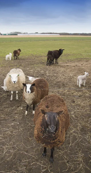 Ovelhas em um prado — Fotografia de Stock
