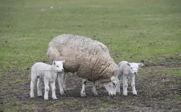 Sheep in a meadow — Stock Photo, Image