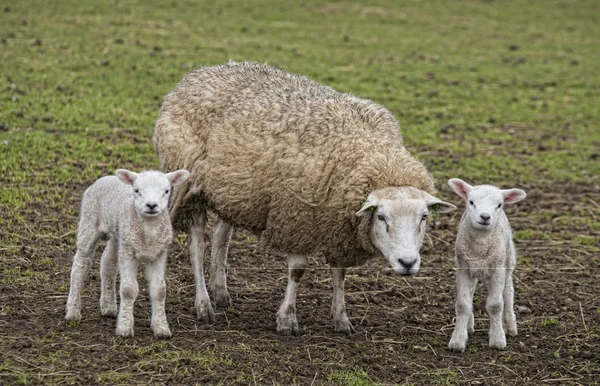 Sheep in a meadow — Stock Photo, Image