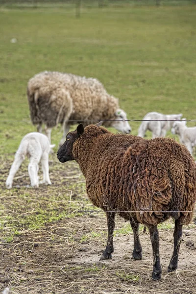 Ovelhas em um prado — Fotografia de Stock