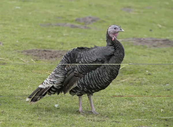 Turkey hen — Stock Photo, Image