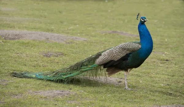 Peacock — Stock Photo, Image