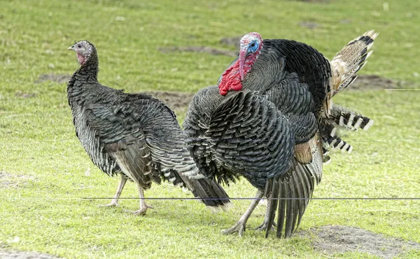 Turkey couple — Stock Photo, Image