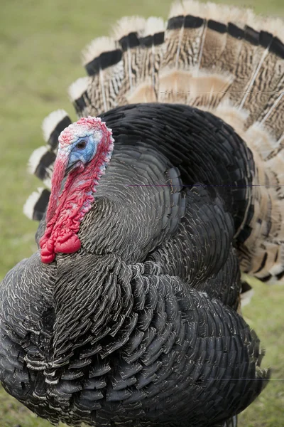 Male turkey — Stock Photo, Image