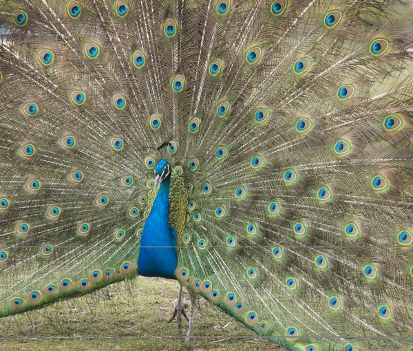 Male peacock — Stock Photo, Image