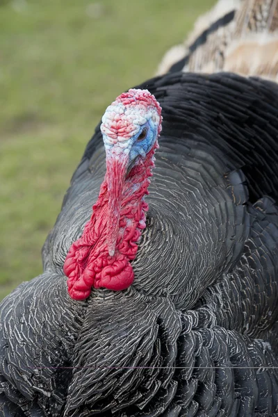 Male turkey — Stock Photo, Image