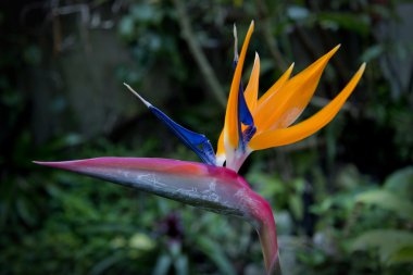 Tropic çiçek kuş cenneti