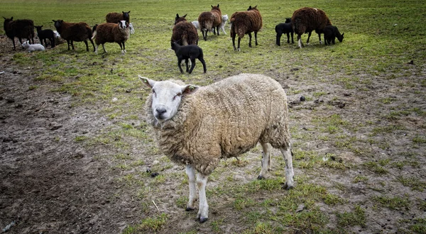 Pecora in un prato — Foto Stock