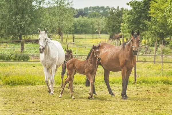 Hästar på en äng — Stockfoto