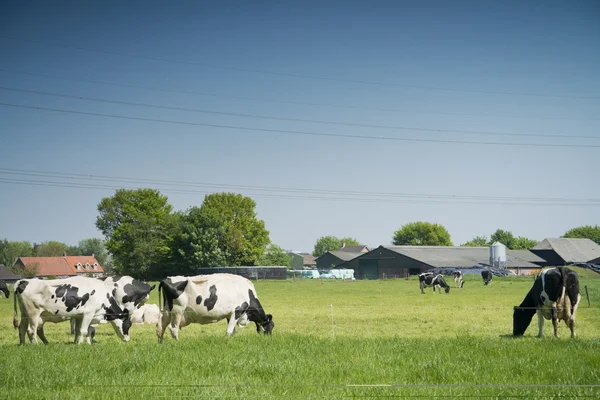 Kuh auf einem Bauernhof — Stockfoto