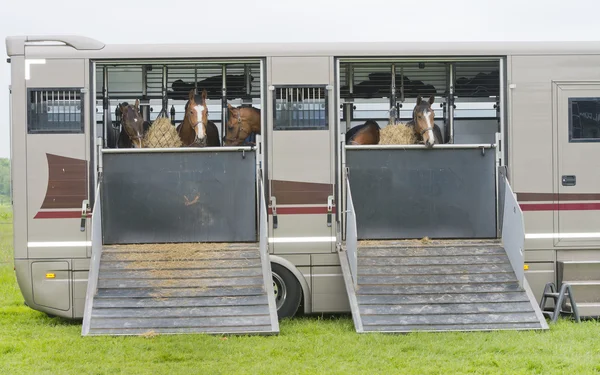 Hästar i en trailer — Stockfoto