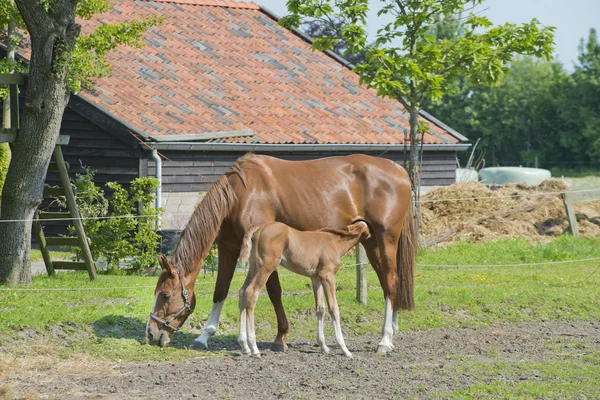 Fohlen trinken Milch — Stockfoto