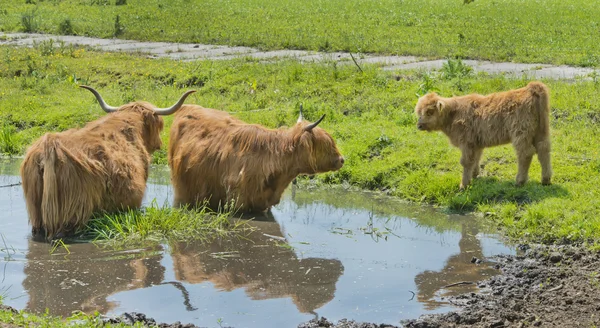Highland корова — стокове фото