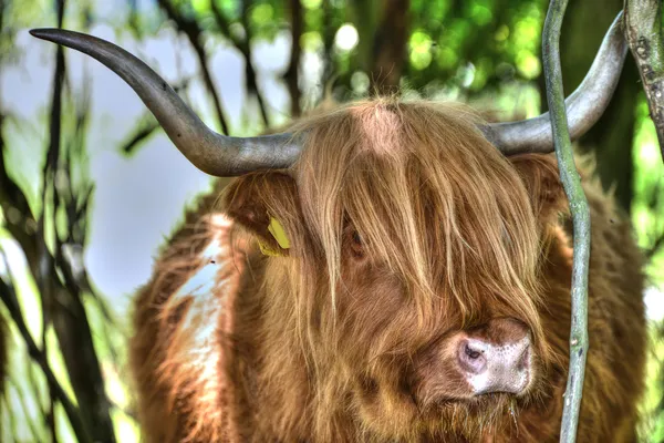 Vaca das terras altas — Fotografia de Stock