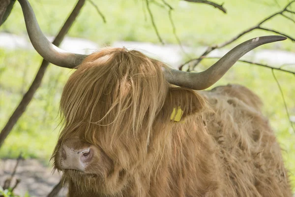 Highland корова — стокове фото