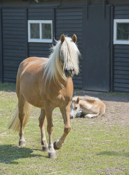 Horses on a farm — Stock Photo, Image