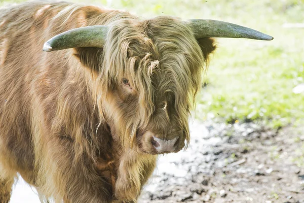 Highland бик — стокове фото