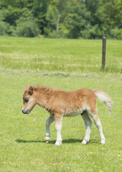Foal in a meadow — Stock Photo, Image