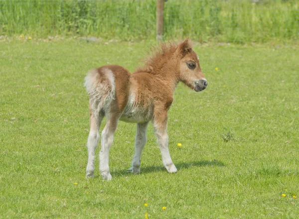 Foal in a meadow — Stock Photo, Image
