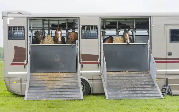 Cavalos em um trailer Fotos De Bancos De Imagens