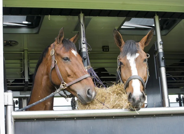 Paarden in een aanhangwagen Rechtenvrije Stockafbeeldingen