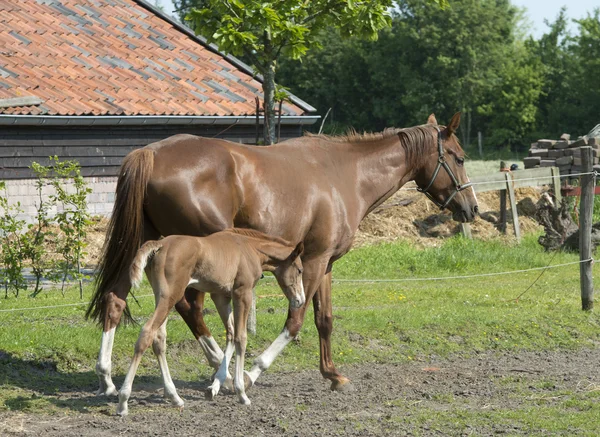 Horses on a farm Stock Picture