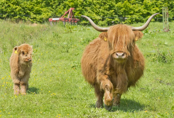 Highland koe en kalf Rechtenvrije Stockfoto's