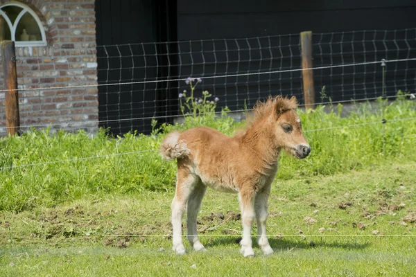 Veulen op een boerderij Rechtenvrije Stockfoto's