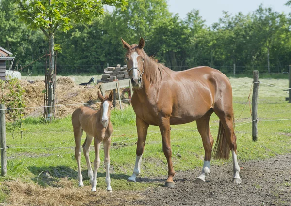 Paarden op een boerderij Rechtenvrije Stockafbeeldingen