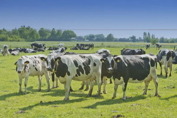 Koeien in een weiland — Stockfoto