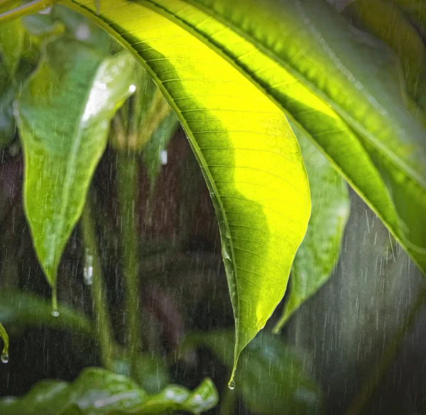 Våta löv bakgrund — Stockfoto