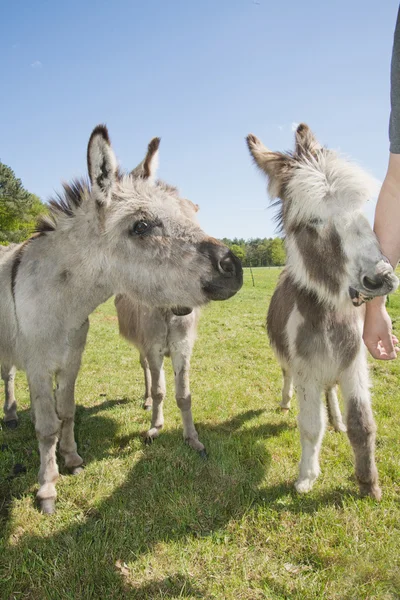 Donkey in a meadow — Stock Photo, Image