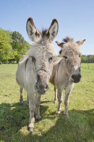 Donkey in a meadow — Stock Photo, Image