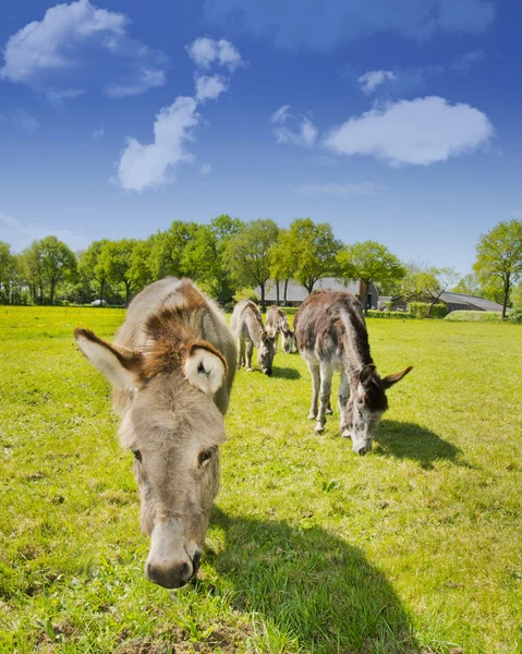 Donkey in a meadow — Stock Photo, Image