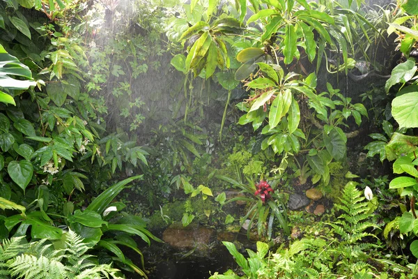 Ormanda yağmur — Stok fotoğraf