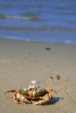 plaj zemin üzerine Yengeç