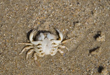 plaj zemin üzerine Yengeç