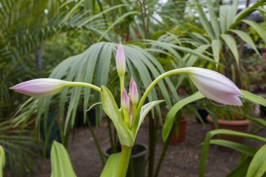 tropik bitkiler arka plan