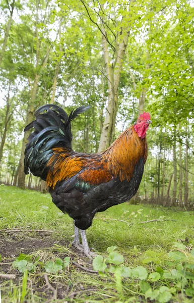 농장에 닭 수 탉 — 스톡 사진