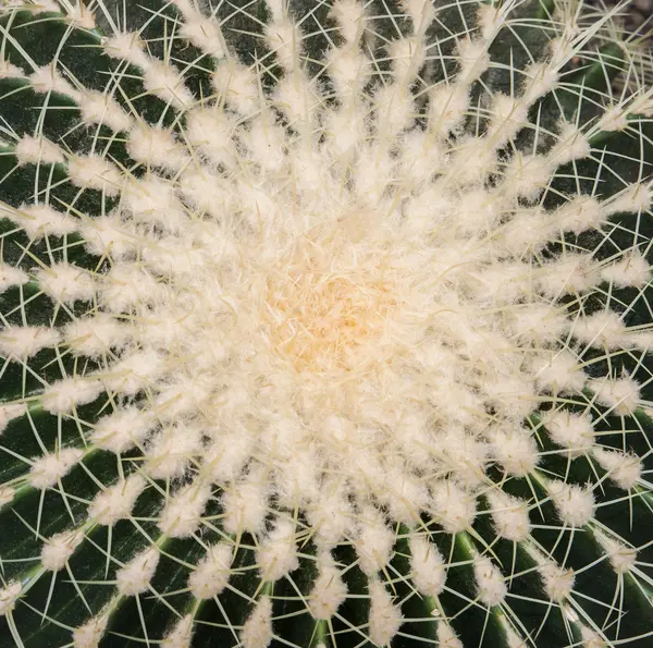 Plant cactus background — Stock Photo, Image
