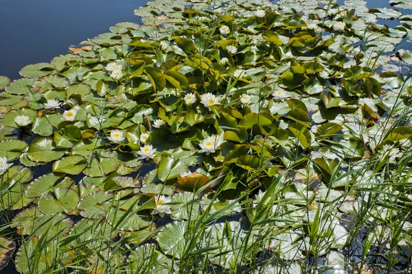 Sfondo verde acqua lilly — Foto Stock